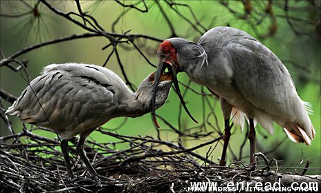 some 13% of birds qualify for inclusion on the red list