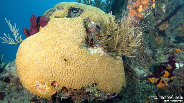 healthy coral reefs provide a living for about 275 million people, with many more dependent on them