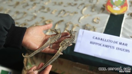 seahorse fishing has been banned in peru since 2004