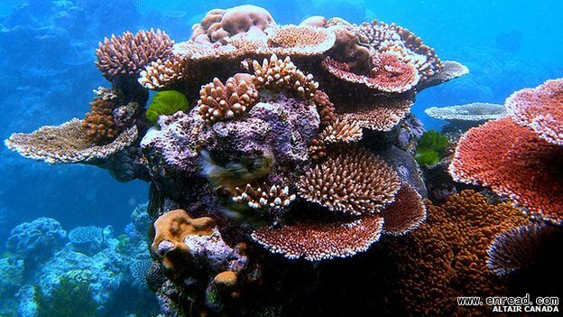 healthy coral reefs have declined by about 50% in the past 40 years